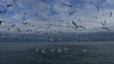 Stormborn flock_thumb.jpg